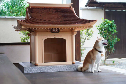 Rumah Anjing Berbentuk Miniatur Kuil Jepang Dibanderol Rp 2,2 Miliar