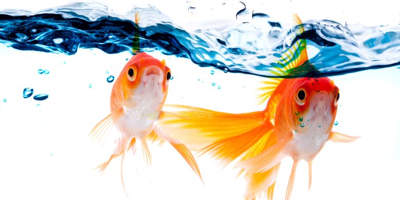 Apakah Ikan Butuh Minum Halaman All Kompas Com