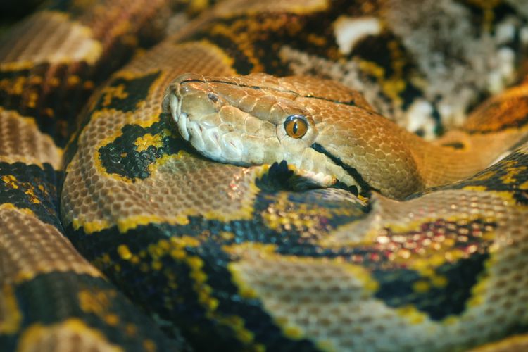 Ular sanca batik atau sanca kembang atau reticulated python. Pria di Filipina gigit piton yang melilitnya sampai mati.