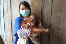 Langkis, Bayi Orangutan ke-18 yang Diterima Nyaru Tahun Ini