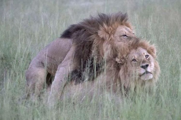 Dua ekor singa jantan tertangkap kamera foto sedang melakukan hubungan seks Taman Suaka Kwando, Botswana, Afrika.