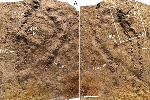 Jejak Kaki Berusia 120.000 Tahun Ditemukan di Arab Saudi, seperti Apa Persisnya?