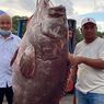 Nelayan Ini Tangkap Ikan Kerapu Raksasa, Harganya Diperkirakan Rp 42,2 Juta