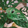 7 Tanaman Uang Feng Shui dan Penempatannya di Rumah