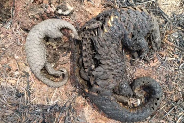 Kemenhut: 100 Satwa Terdampak Karhutla, 8 di Antaranya Mati