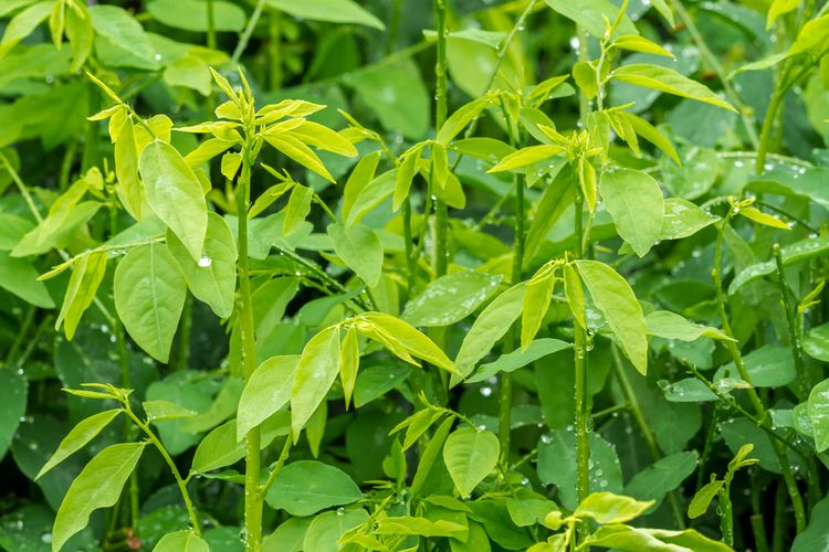 Ilustrasi tanaman katuk, daun katuk. 