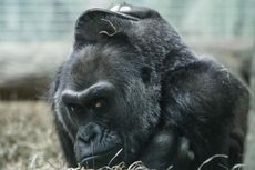 Punya 16 Cucu dan 12 Buyut, Gorila Tertua Ini Rayakan HUT Ke-60
