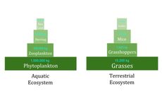 Piramida Biomassa: Pengertian dan Contohnya