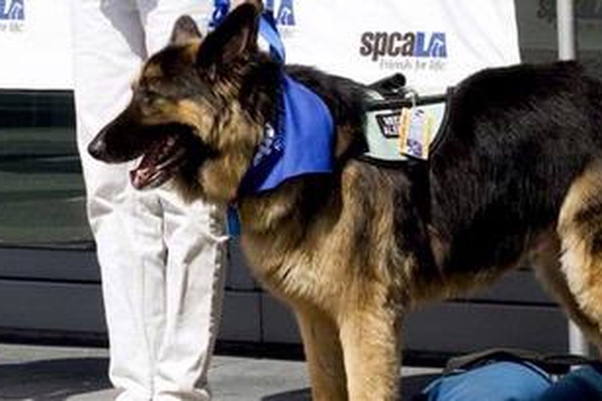 Bear, anjing yang mendapat gelar pahlawan nasional setelah menyelamatkan tuannya yang jatuh dan pingsan.