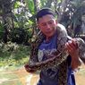 Ular Sanca 3,5 Meter Mangsa Banyak Ternak Warga, Tertangkap Setelah Diburu Berhari-hari