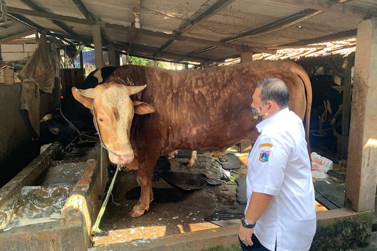 Wakil wali kota Jakarta Utara Juaini Yusuf mengontrol kandang sapinya di kawasan Mampang, Jakarta Selatan. Minggu (26/4/2024).