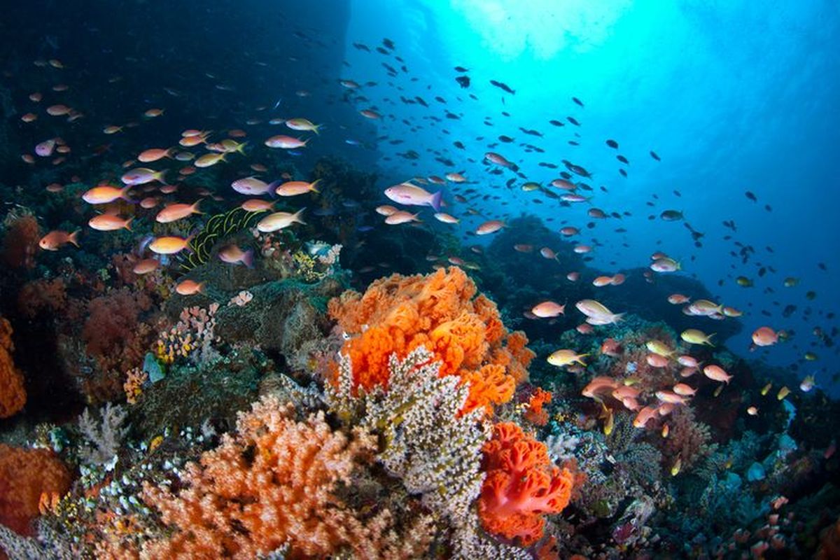 Pemandangan bawah laut. Indonesia disebut sebagai negara maritim.