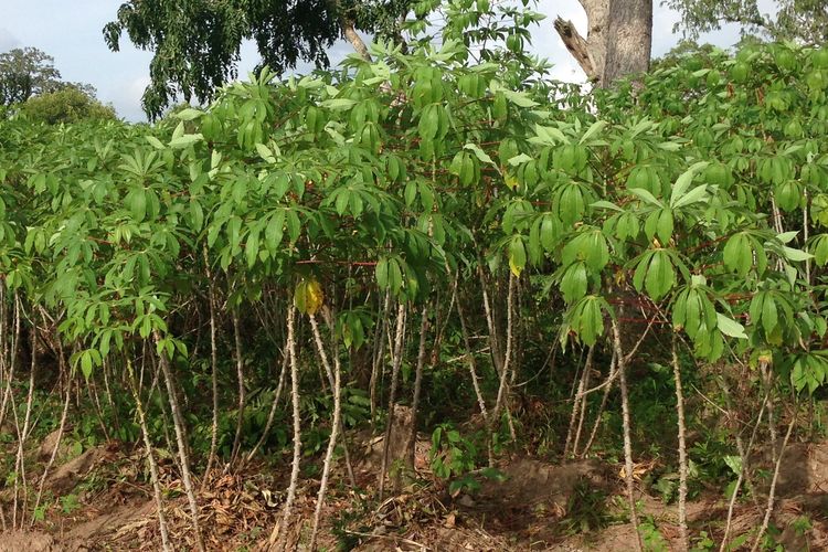 Ilustrasi tanaman singkong. 