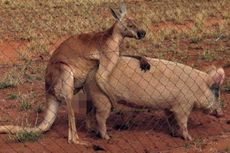 Ilmuwan Temukan Kanguru Mengawini Babi di Australia