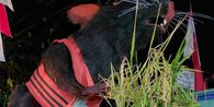 Tikus Berompi Oranye Bertuliskan 