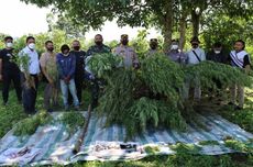 Polisi Tangkap 2 Pengedar Ganja di Tanah Karo, Punya 2 Ladang Ganja