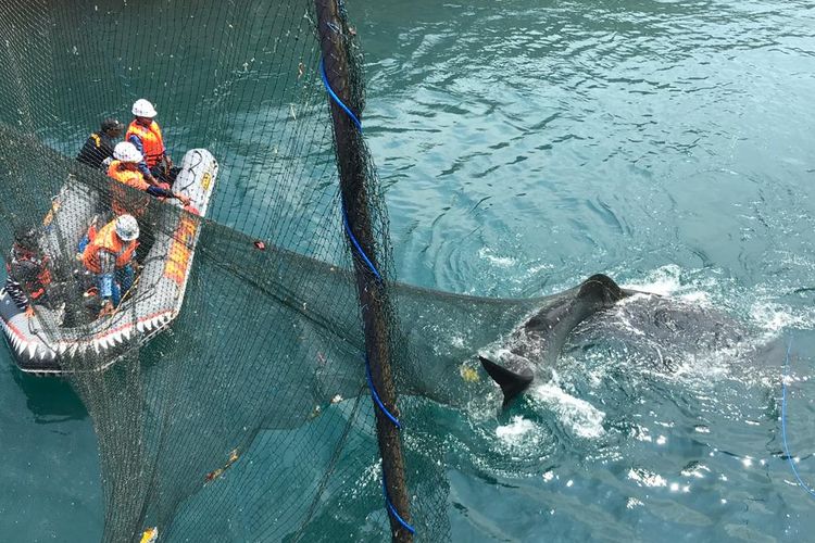 Tim evakuasi menjaring hiu paus yang terjebak di kanal PLTU Paiton sebelum ditarik dan dilepas ke tengah laut. 