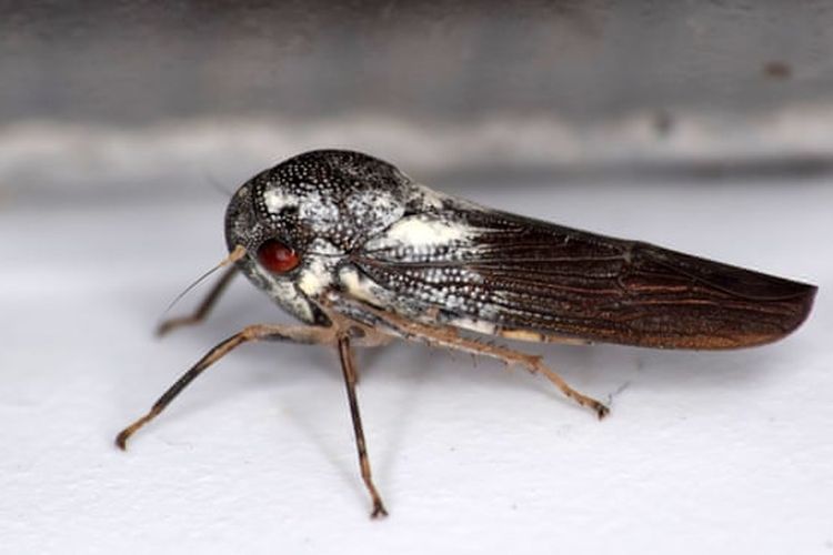 Spesies serangga baru ditemukan peneliti Inggris di taman nasional Uganda barat. 