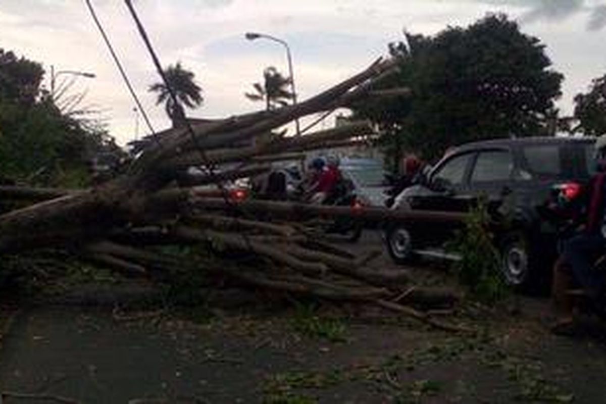 Sebatang pohon angsana yang tumbang, dan menimpa sebagian bahu Jalan Raya Kalimalang, Duren Sawit, Jakarta Timur, Minggu (30/12/2012)
