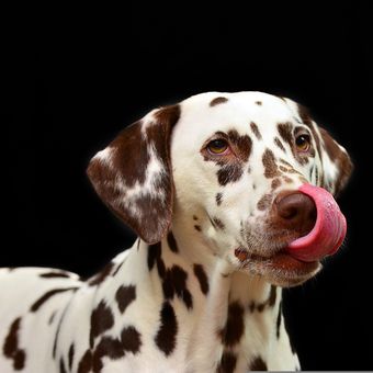 Ilustrasi anjing Dalmatian.