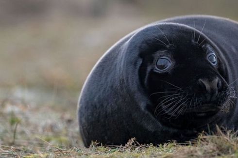 Langka, Anak Anjing Laut Warna Hitam Ditemukan di Inggris