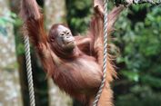  Primata Kunci Cegah Kepunahan Massal akibat Perubahan Iklim