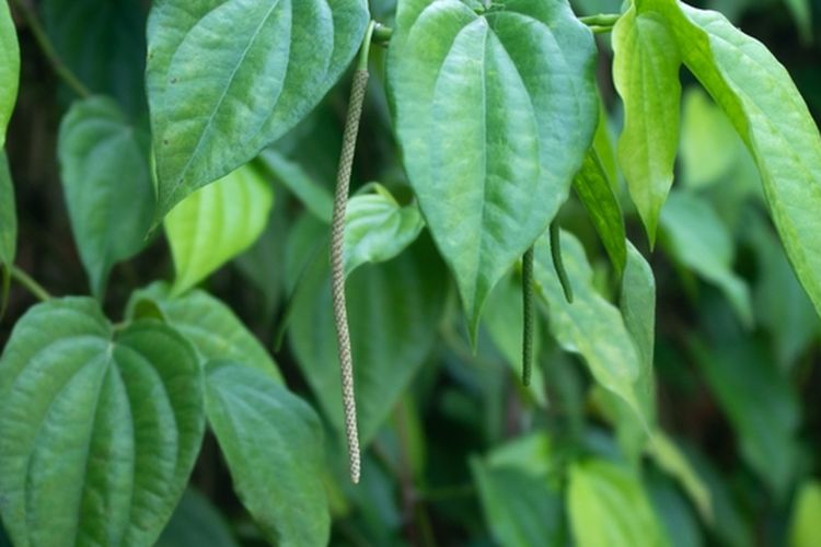 Ilustrasi daun sirih, tanaman sirih. 