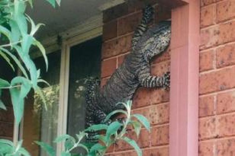 Seekor kadal raksasa menempel di dinding rumah warga di South New Wales.