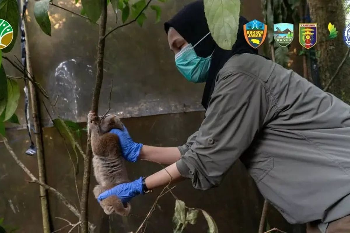 Enam kukang sumatera yang dinyatakan sehat dilepasliarkan ke habitat alami di area hutan Lampung Tengah untuk konservasi. 