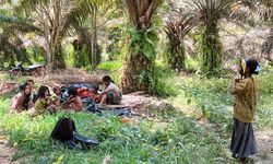 Hadapi Regulasi Anti-Deforestasi UE, Sawit dan Kayu Indonesia Dilacak hingga ke Kebunnya