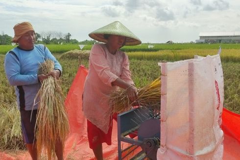 Keluh Kesah Petani Tegal: Panen Raya Harga Sedang Anjlok, Pemerintah Kenapa Impor Beras