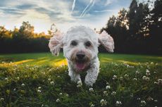 6 Langkah Ajari Anjing Lihai Bermain Lempar Tangkap
