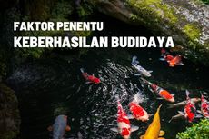 2 Faktor Penentu Keberhasilan Budidaya Ikan 