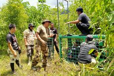 Sebulan Harimau Teror Warga, TNKS-BKSDA Pasang Perangkap