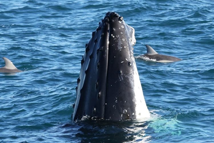 Salah satu paus yang ada di Phillip Island.