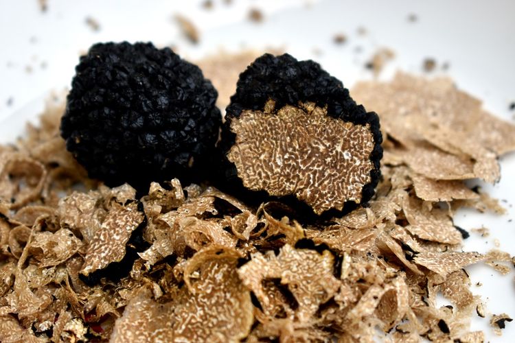 Ilustrasi truffle, jamur termahal di dunia. 