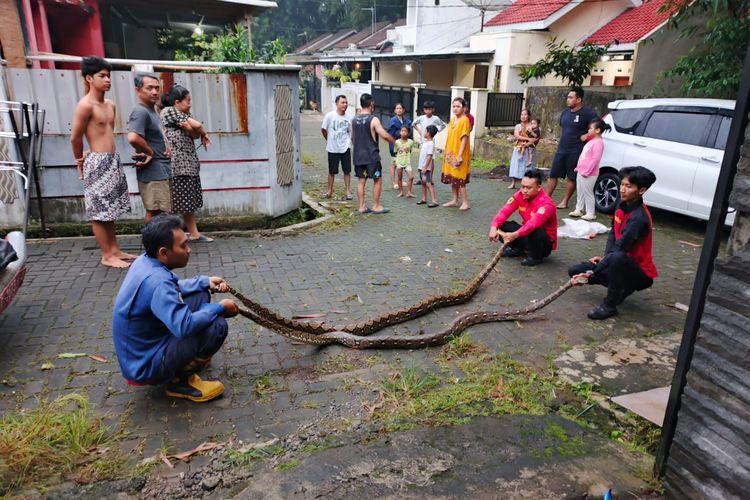 Dikira Suara Tikus, Ternyata 2 Ular Piton Bersarang di Plafon Rumah Warga Banyumas
