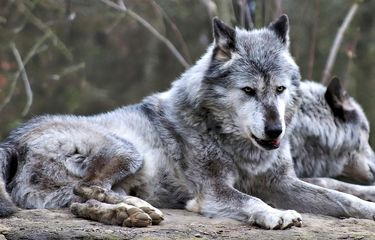 Kerap Dikira Sama, Ini Perbedaan Siberian Husky dan Serigala ...