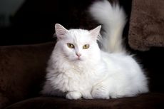 Benarkah Kucing Anggora Tuli? Berikut Penjelasannya