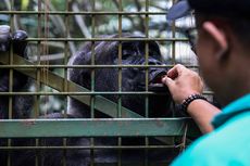 Alasan Pengunjung Dilarang Beri Makan Hewan di Ragunan...