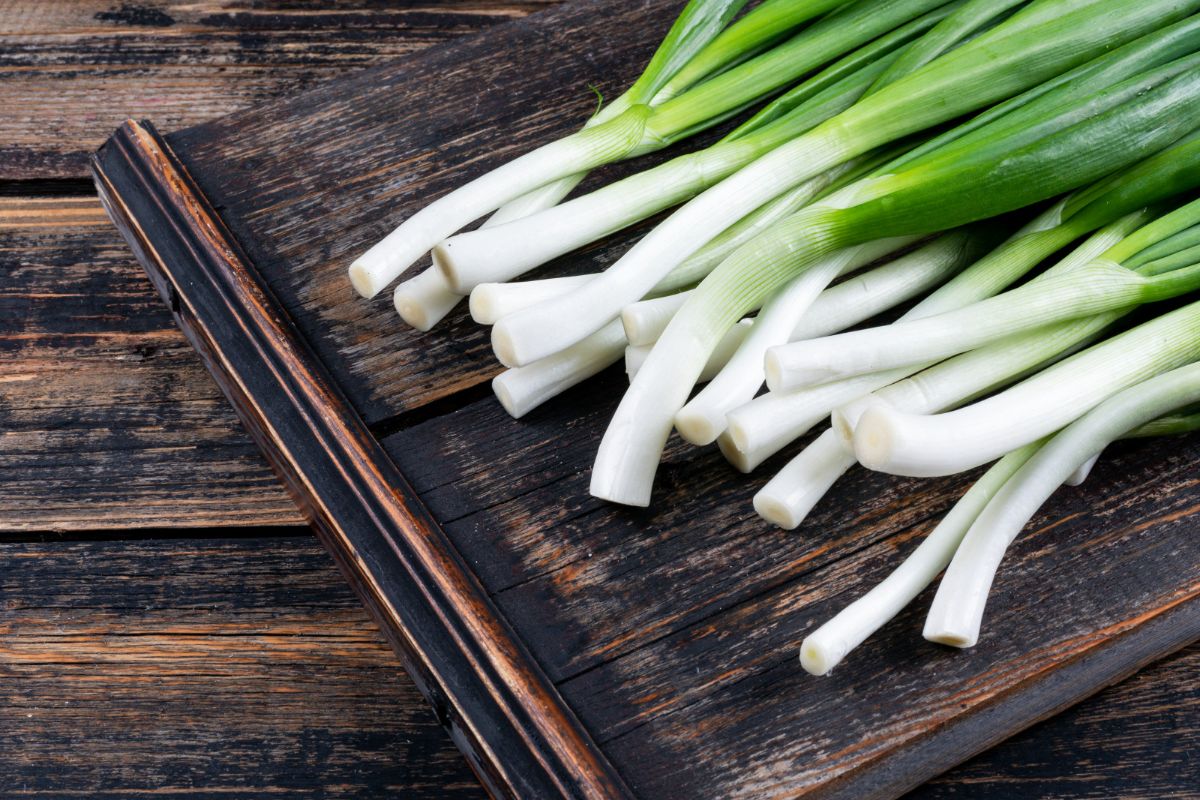 Ilustrasi daun bawang, bawang daun. 