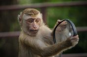 Bayi di Lebak Banten Diserang Monyet Liar, Perut korban Robek karena Gigitan