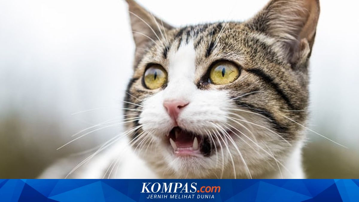 Benarkah Kucing Buta Warna?