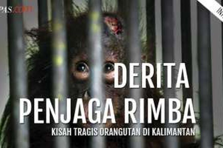 Choki, balita orangutan Kalimantan. Simak laporannya di http://mmm.kompas.com/deritapenjagarimba/