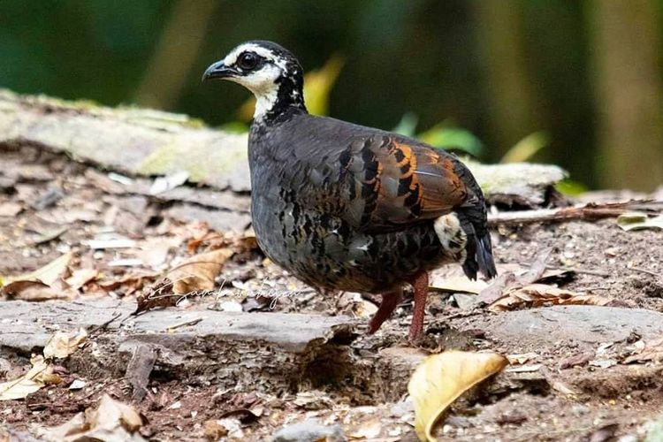 Mengenal Puyuh Gonggong Biasa, Burung Endemik Jember yang Kini Terancam Punah