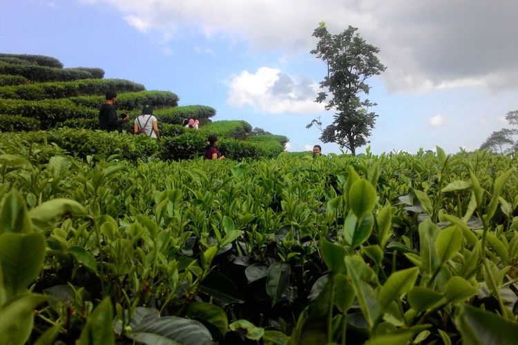 Kebun teh di Pedukuhan Nglinggo Timur, Kalurahan Pagerharjo, Kapanewon Samigaluh, Kabupaten Kulon Progo, Daerah Istimewa Yogyakarta.