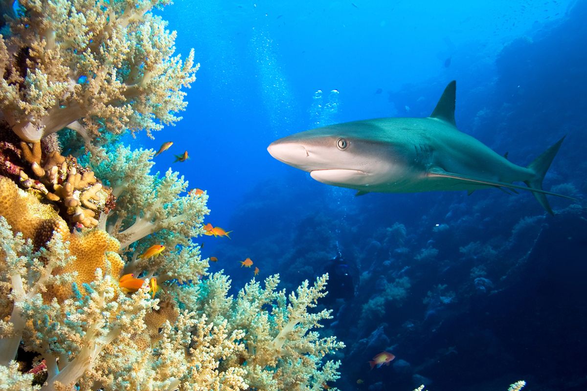 Ilustrasi hiu karang yang memiliki peran penting dalam menjaga ekosistem terumbu karang. Survei baru-baru ini ungkap hiu karang punah secara fungsional di sejumlah lautan di Bumi.