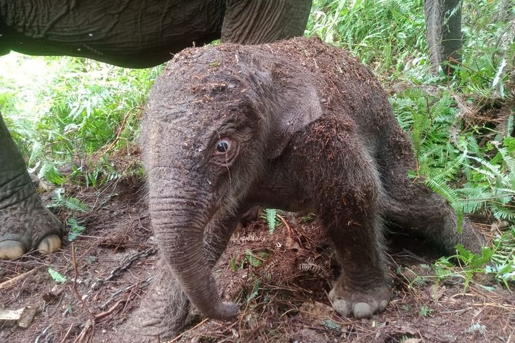Anak gajah yang lahir dari induk gajah Lisa di kawasan TNTN, Kabupaten Pelalawan, Riau, Kamis (31/8/2023).