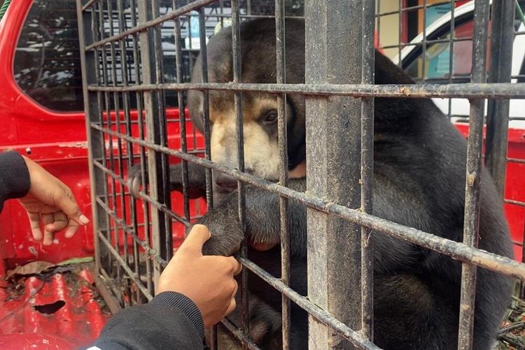 Beruang madu yang disita Ditreskrimsus Polda Riau dari warga di Kabupaten Pelalawan, Riau, Kamis (30/1/2020).