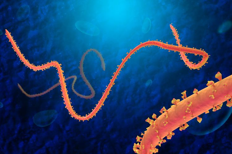 ilustrasi virus Ebola